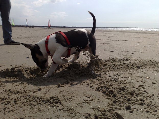 Lekker graven in Wijk aan Zee...