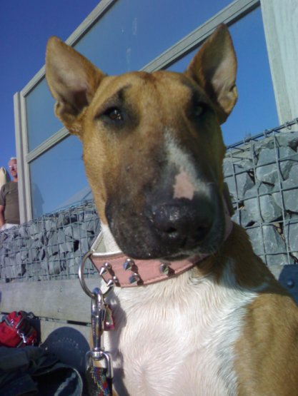 Bloemendaal- Parnassius