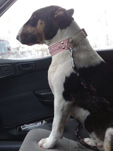 Na de ijsduik: koud, nat en beledigd door een reiger. Not a happy puppy.