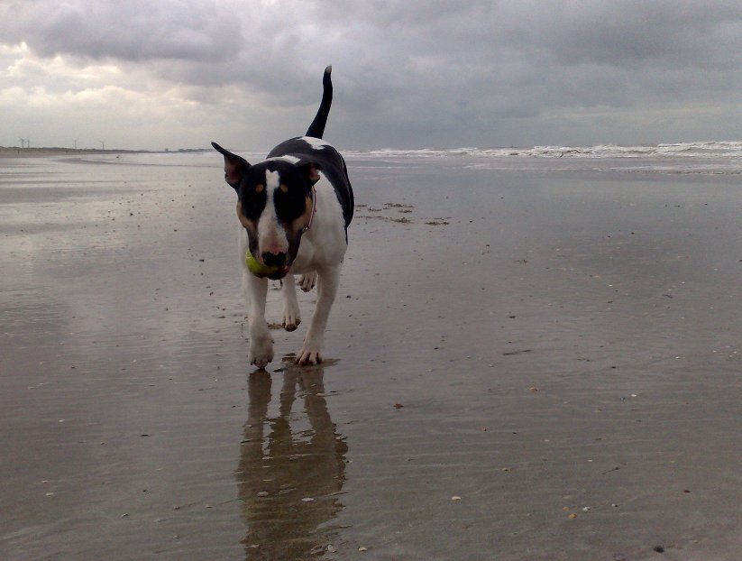 11 december: Gladys begrijpt eindelijk dat ik haar tennisbal pas opnieuw kan gooien als ze hem eerst loslaat: smart girl!