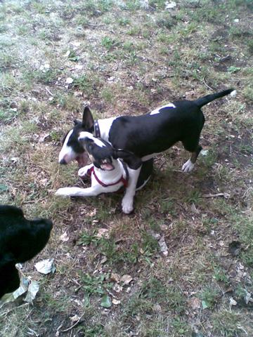 Gladys en Blitzer: Bickie kijkt toe hoe de kinders spelen.