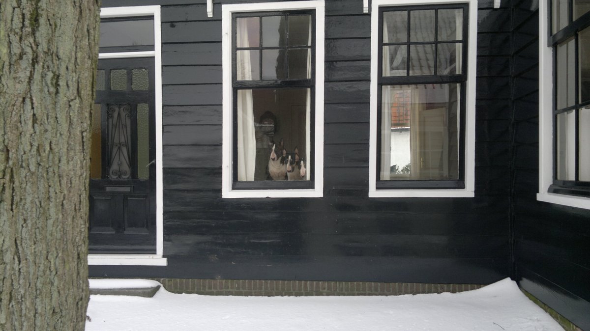 The piggy's kijken toe terwijl ik sneeuw schuif