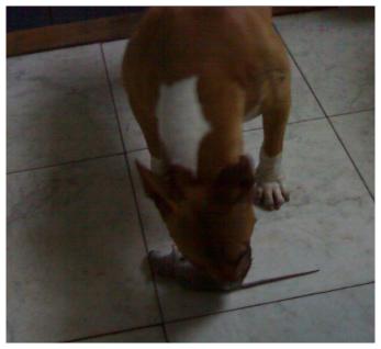 Lekker, rat for breakfast