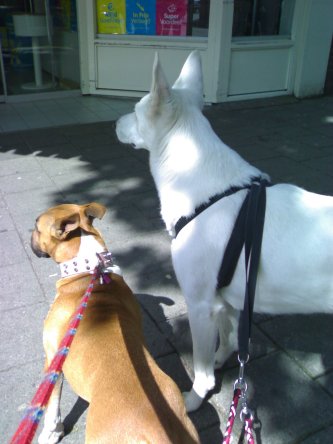 Wachten voor de slagerij